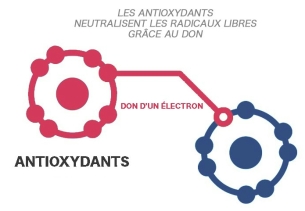 stress oxydatif, Glutathion 
